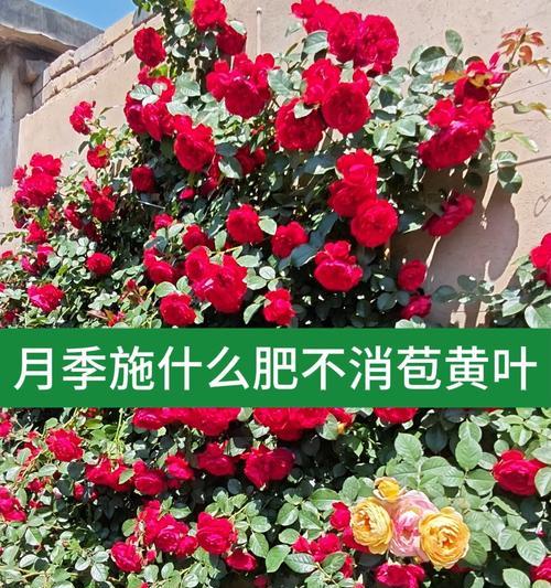 月季浓肥消毒的正确方法是什么？