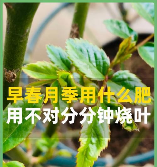 月季浓肥消毒的正确方法是什么？