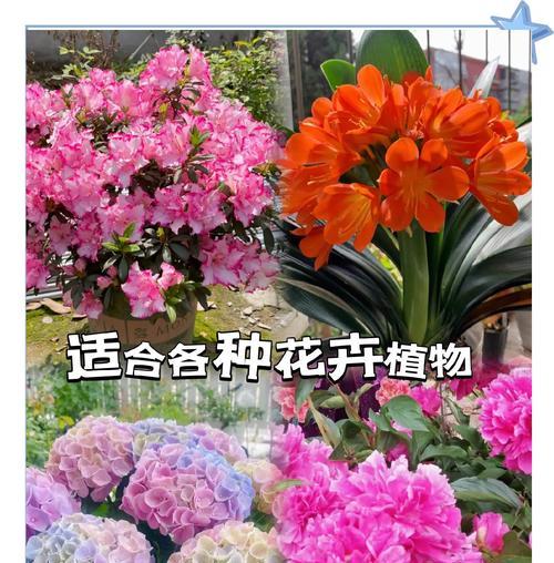 月季浓肥消毒的正确方法是什么？