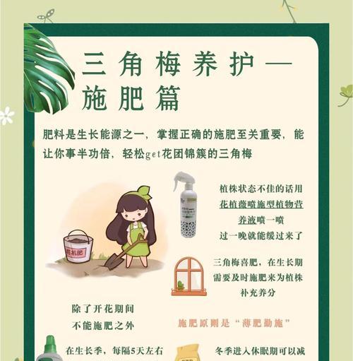 新疆低湿度环境下三角梅的养护技巧？