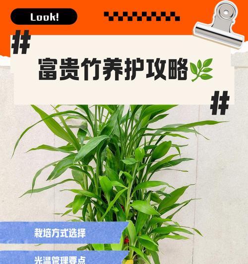 富贵竹侧芽盆景的养护方法是什么？