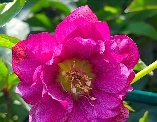 浙江省有哪些观赏植物？浙江省特色观赏植物介绍？
