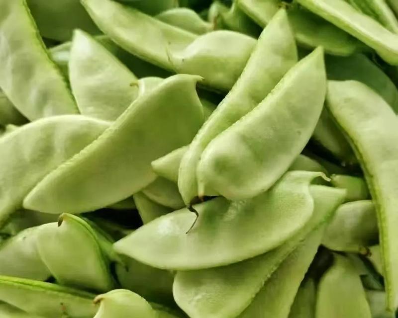 月亮豆播种的最佳时机是什么时候？