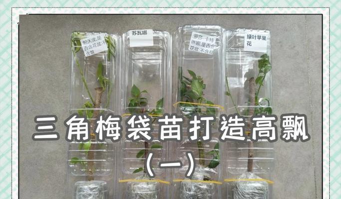 三角梅栽种时如何正确套袋？