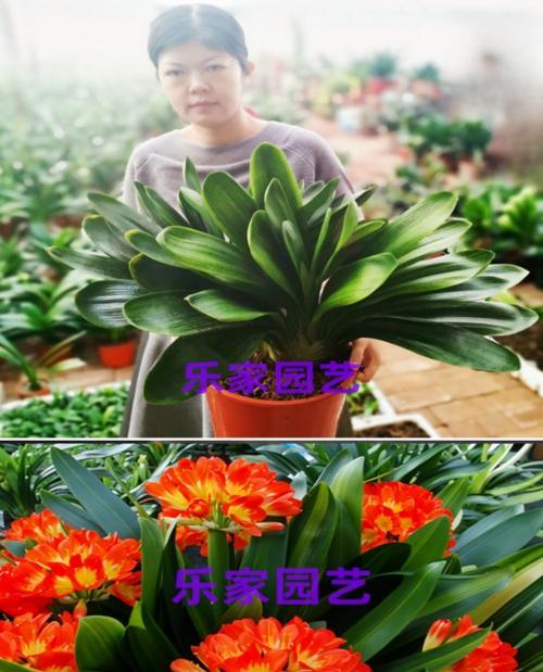 君子兰三头品种有何特点？