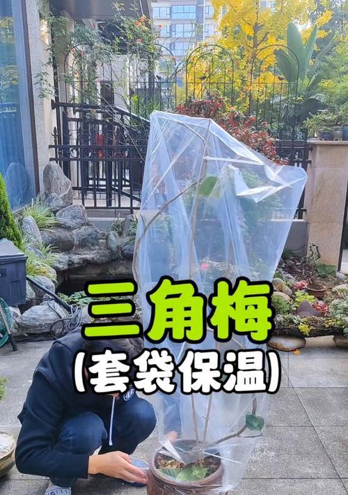 三角梅栽种时如何正确套袋？