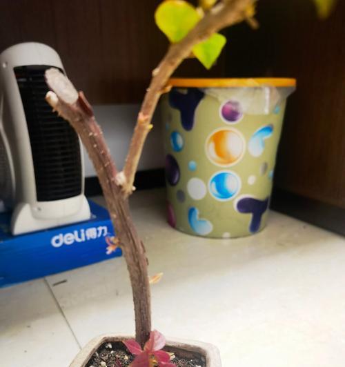 三角梅栽种时如何正确套袋？