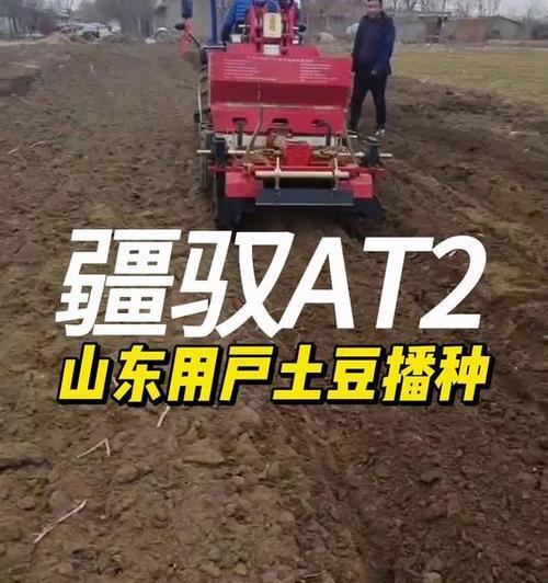 山东地区秋土豆的最佳播种时间是什么时候？