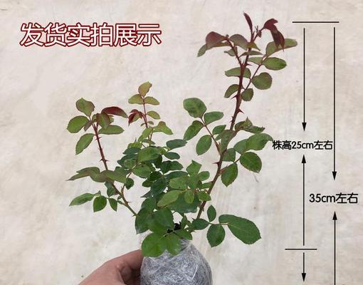 月季收纳器材的正确使用方法是什么？