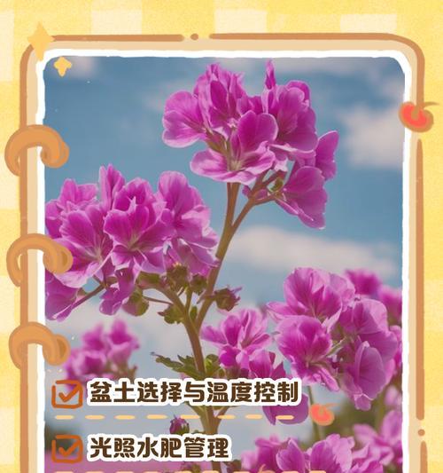 半开天竺葵的养护要点是什么？