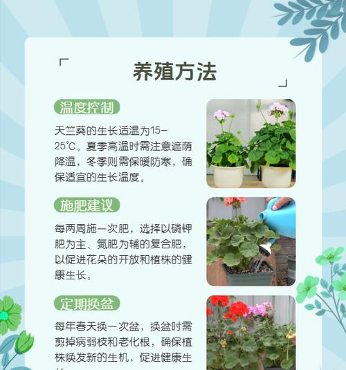半开天竺葵的养护要点是什么？