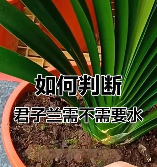 室外盆栽君子兰的正确浇水方法是什么？
