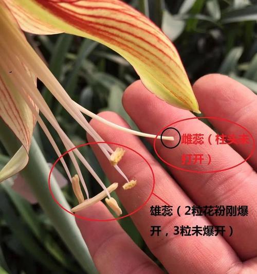 君子兰如何正确保存花粉？