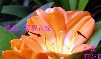 君子兰如何正确保存花粉？