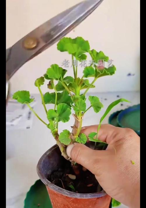 使用牛粪如何正确养殖天竺葵？