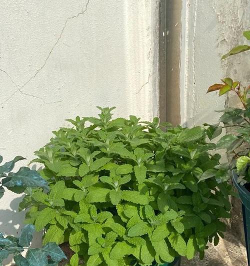 端午节香草植物有哪些？如何正确使用它们？