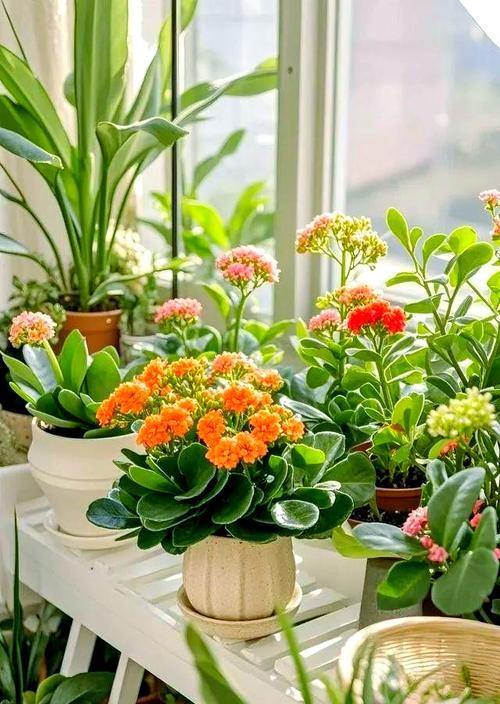 小美花卉盆景的正确养护方法有哪些？