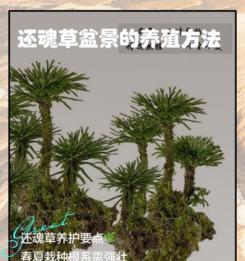 小美花卉盆景的正确养护方法有哪些？