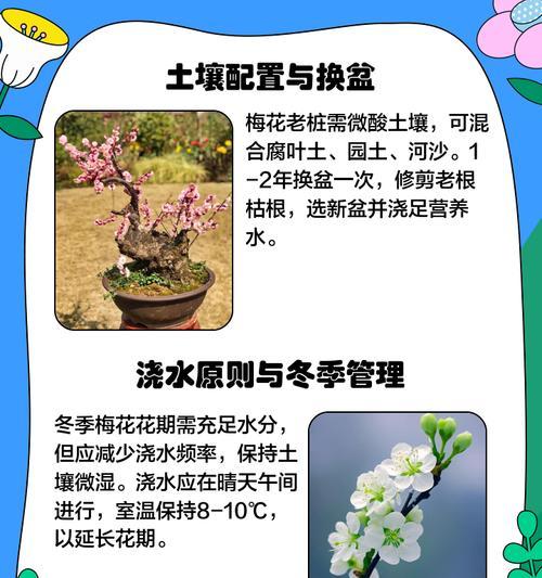 小美花卉盆景的正确养护方法有哪些？