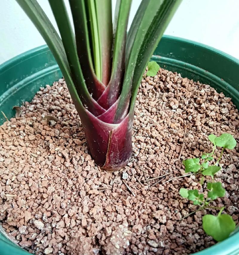 君子兰毛串开花的美观选择是什么？