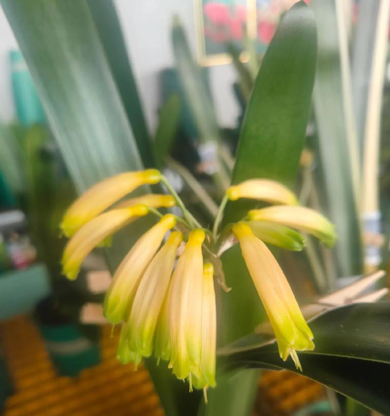 君子兰毛串开花的美观选择是什么？