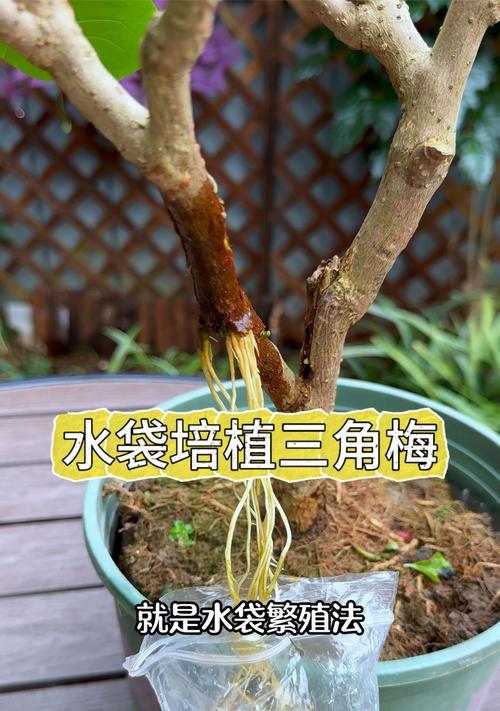 三角梅移栽和地栽的正确方法是什么？如何确保成活率？