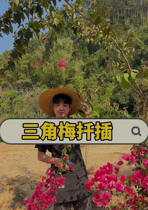 三角梅移栽和地栽的正确方法是什么？如何确保成活率？