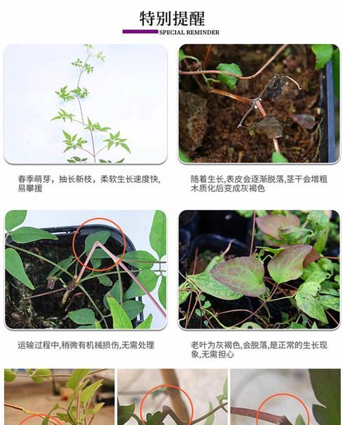 铁线莲入冬前长新叶的处理方法是什么？