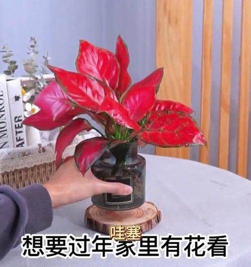 盆景摆件红色灯的正确摆放方式是什么？