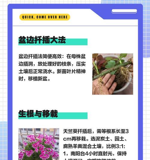 如何让天竺葵快速垂吊生长？