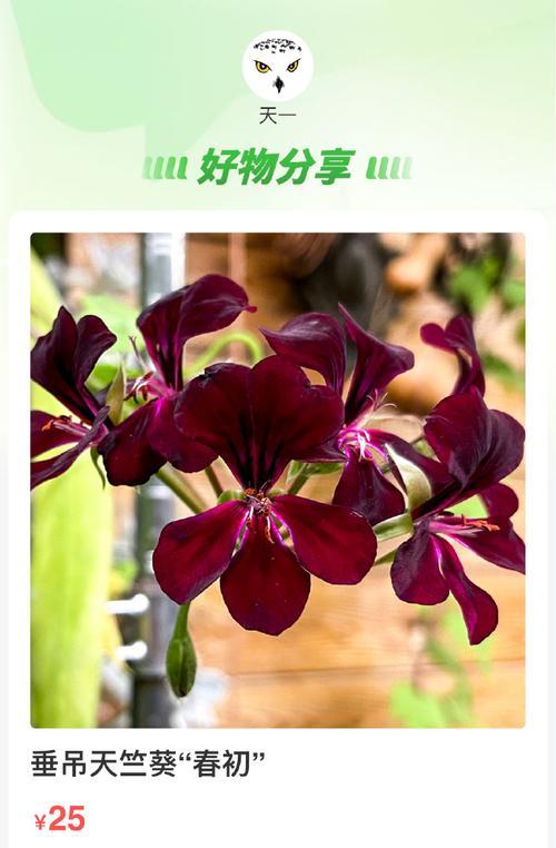如何让天竺葵快速垂吊生长？