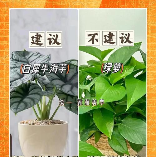 水叶榕叶子发黄怎么办？有效养护水叶榕技巧？
