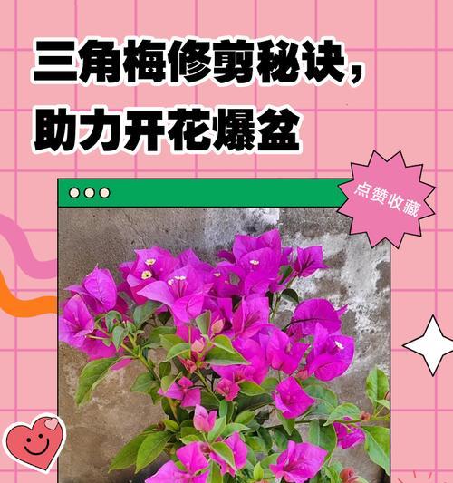 三角梅顶部枯枝问题如何解决？怎样恢复其生机？
