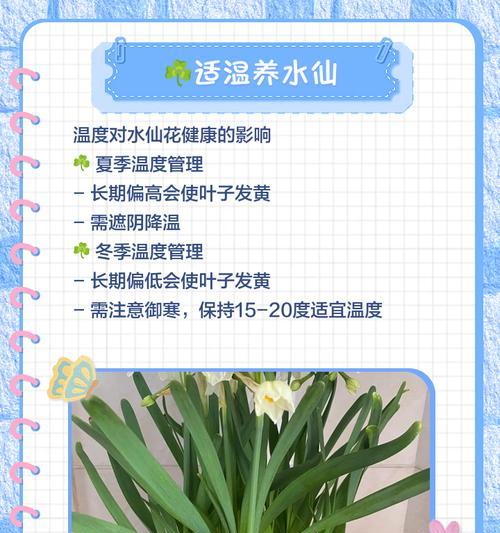 水叶榕叶子发黄怎么办？有效养护水叶榕技巧？