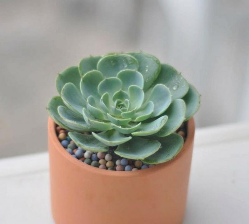 阳台养猫时适合种植哪些花卉？
