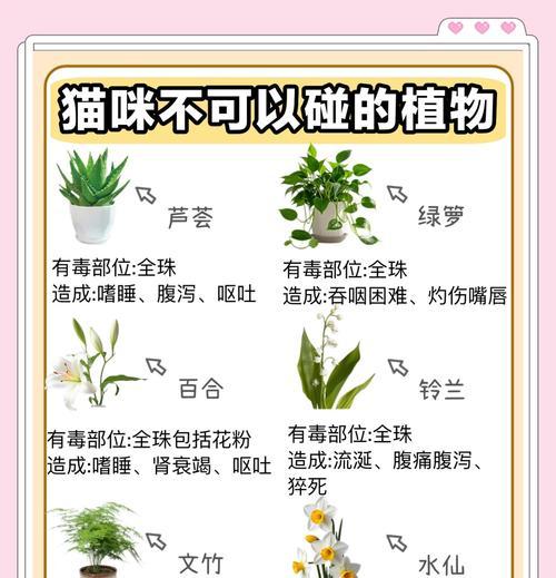 阳台养猫时适合种植哪些花卉？
