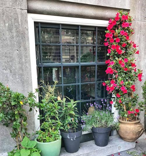 阳台养猫时适合种植哪些花卉？