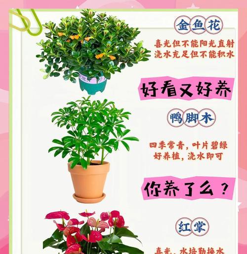 什么植物靠太阳播种最好呢？播种时的光照条件如何掌握？