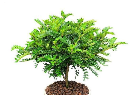 金菠萝观赏植物有哪些不同品种？