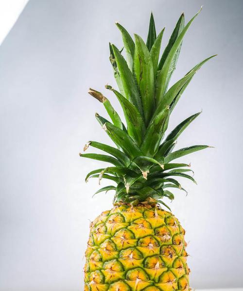 金菠萝观赏植物有哪些不同品种？