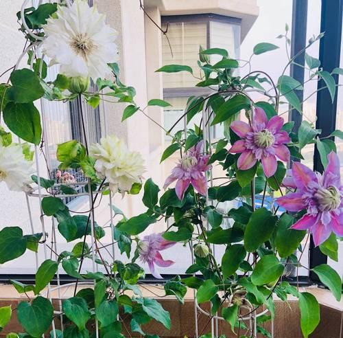什么植物靠太阳播种最好呢？播种时的光照条件如何掌握？