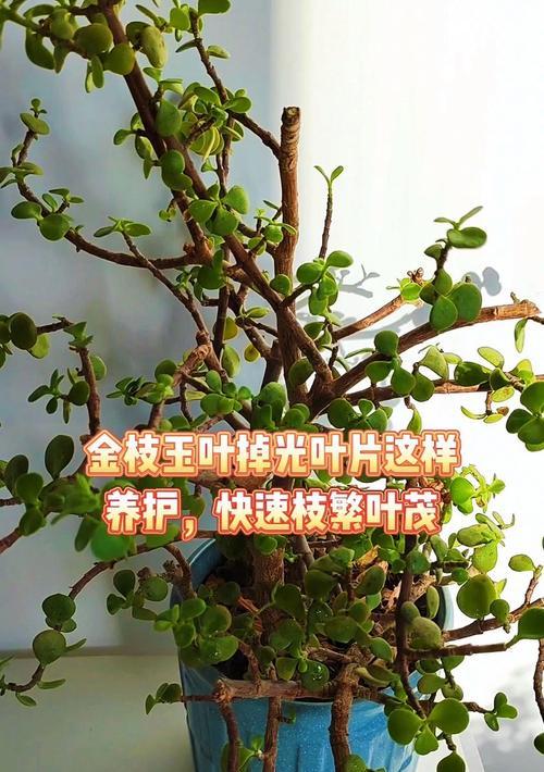 金枝玉叶新叶发黄的解决方法是什么？