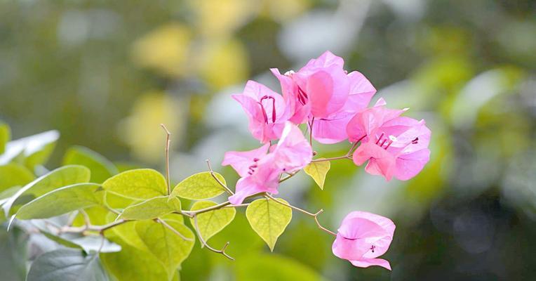 变色龙三角梅叶子发黄的原因及解决方法？