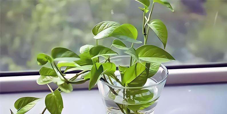 变色龙三角梅叶子发黄的原因及解决方法？