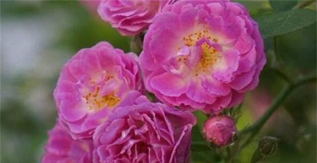 什么花适合五六月播种？如何选择合适的花卉？