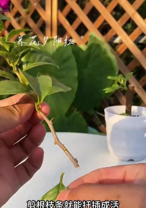 三角梅切枝生根的处理方法是什么？