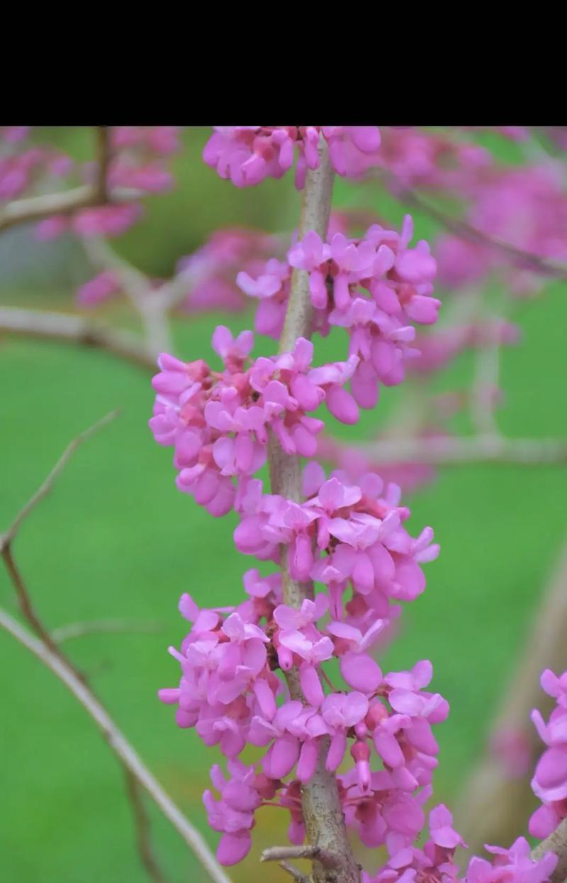 什么花适合五六月播种？如何选择合适的花卉？