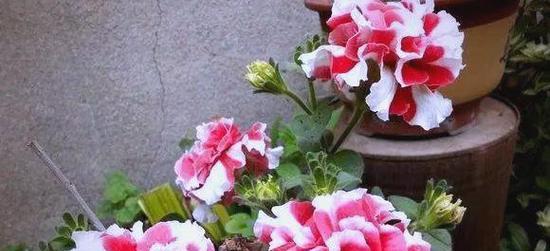 什么花适合五六月播种？如何选择合适的花卉？