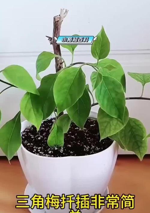 如何快速养好三角梅的根？