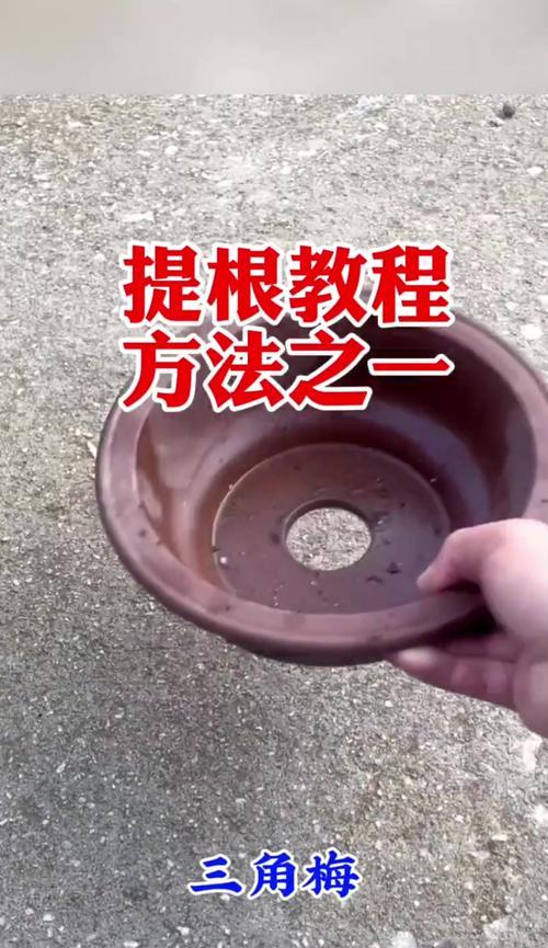 如何快速养好三角梅的根？